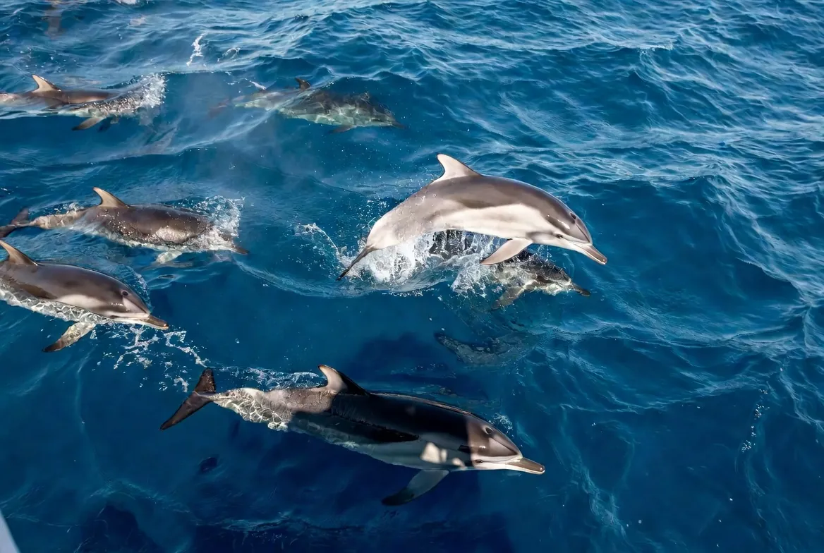 Spinner dolphins riding the bow wave on a morning wildlife trip